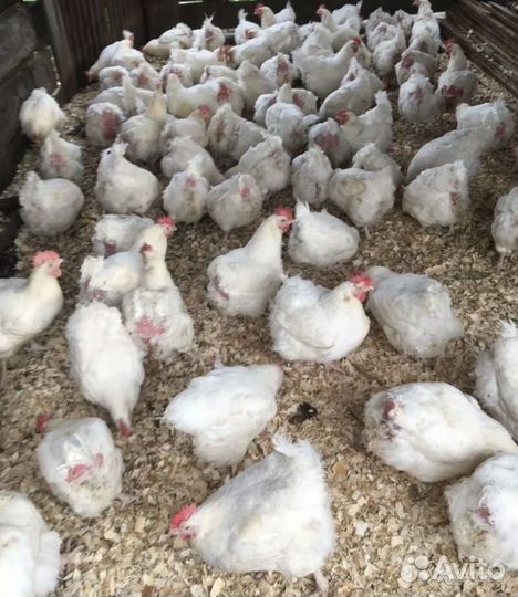 Куры бройлеры на мясо