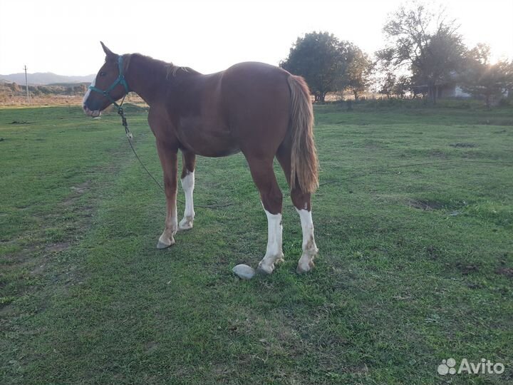 Продам лошадь