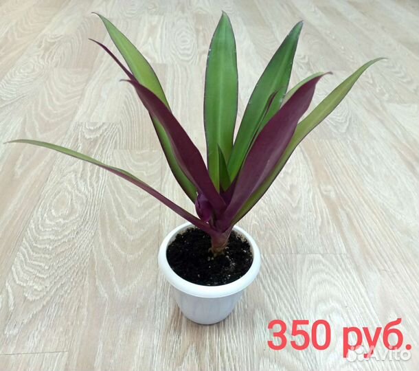 Традесканция Рео, традесканция Зебрина