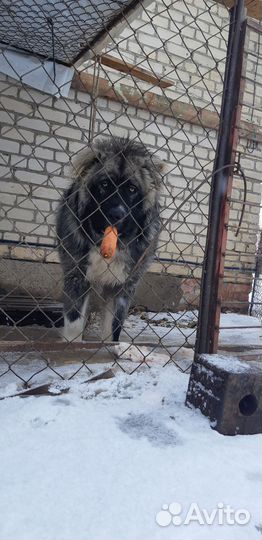 Отдам бесплатно собаку для охраны