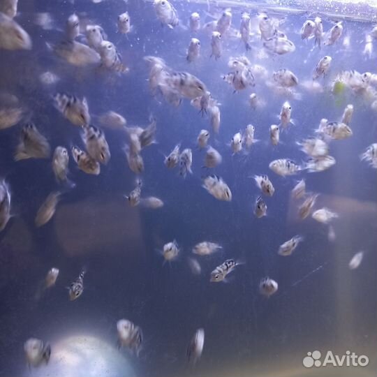 Сапфировые попугайчики, аквариумные рыбки