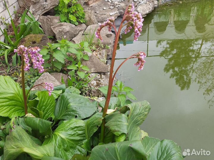 Саженцы хосты, бадана, декоративного лука-чеснока