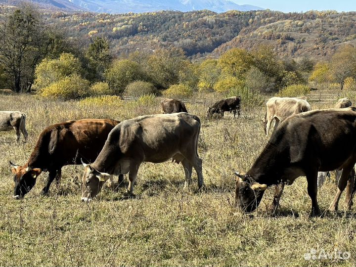 Стадо швицов