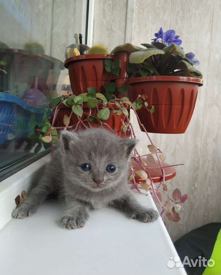 Британская