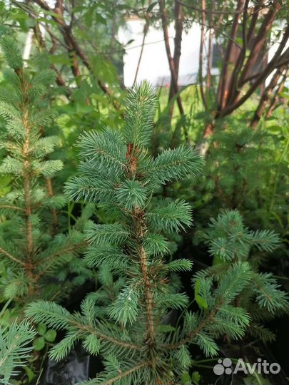 Ель голубая