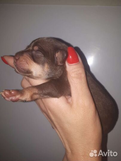 Мини Русский той