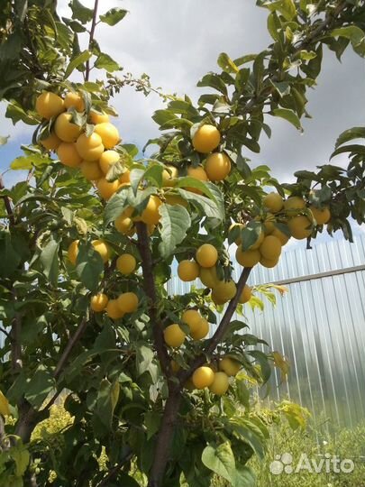 Питомник С реализует алычу Царская