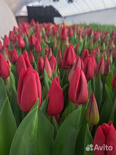 Свежие тюльпаны к 8 марта доставка