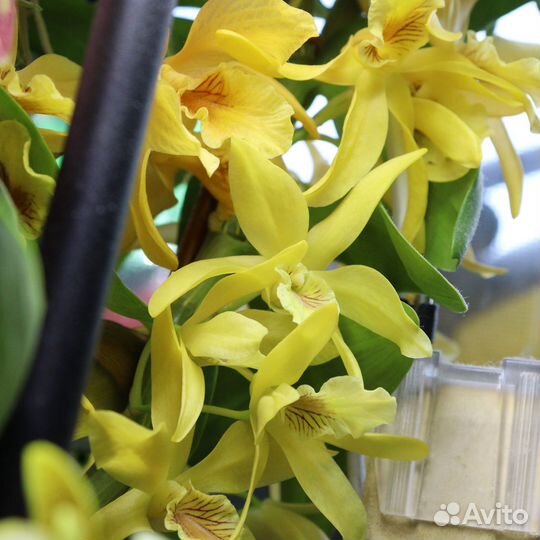 Орхидея Дендробиум stardust