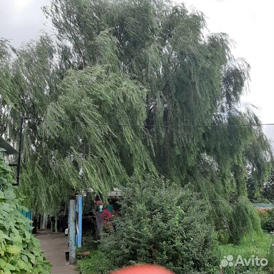 Продаю саженцы ивы плакучей