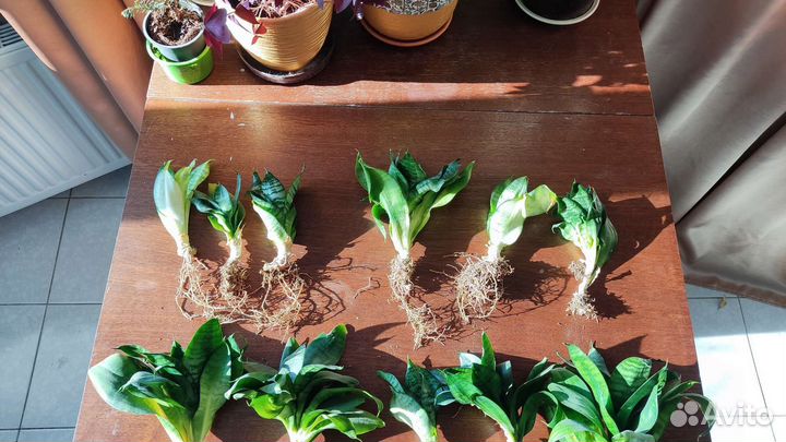 Сансевиерия