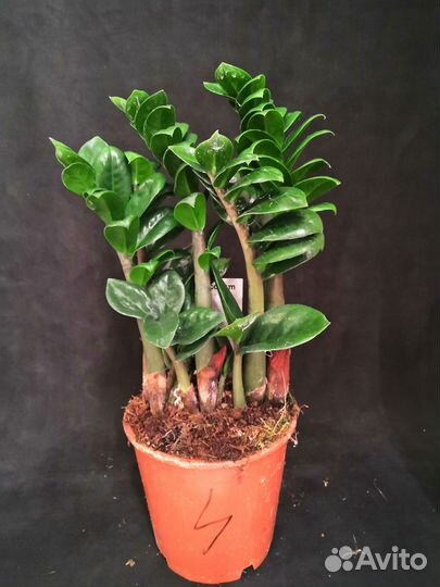 Замиокулькас зензи жук 14/40-45