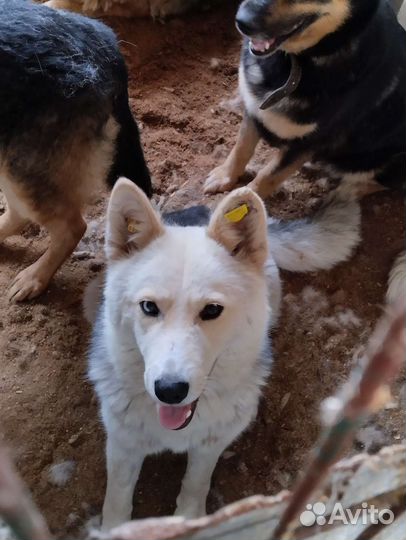 Собака в отлове