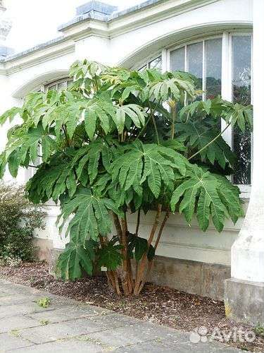 Tetrapanax papyrifer Тетрапанакс бумажный