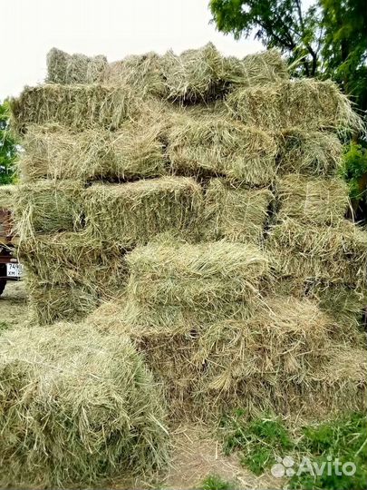 Сено в квадратных тюках
