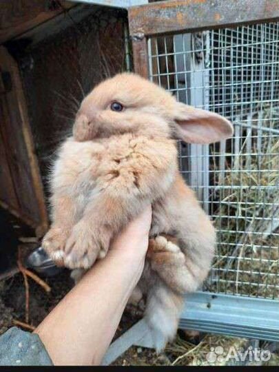 Французские бараны