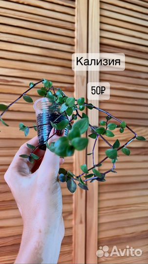 Суккуленты