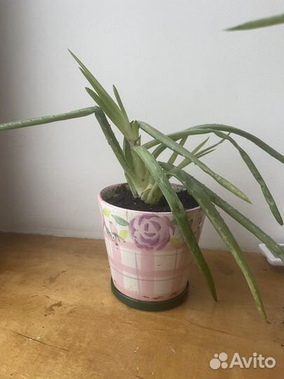 Алоэ вера целебный