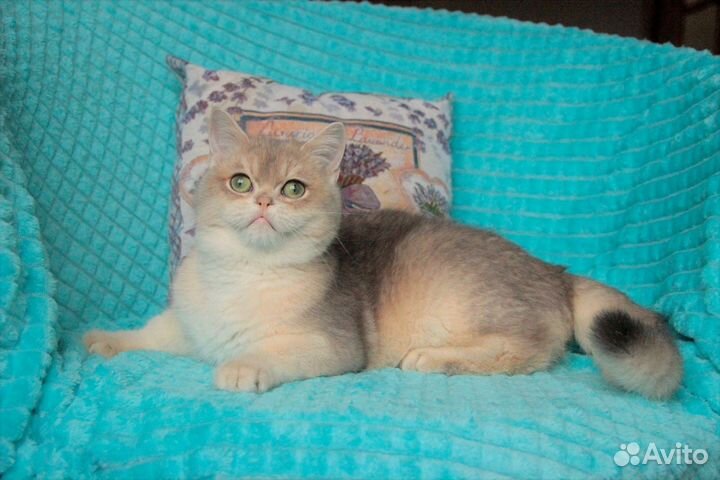 Котик голубое золото