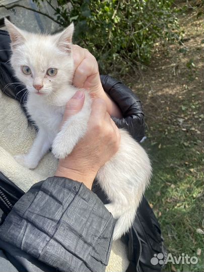 Котёнок