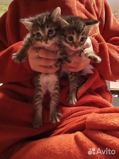 Котята в добрые руки 1 месяц