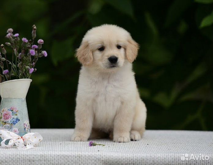 Щенки золотистого ретривера. Американского типа