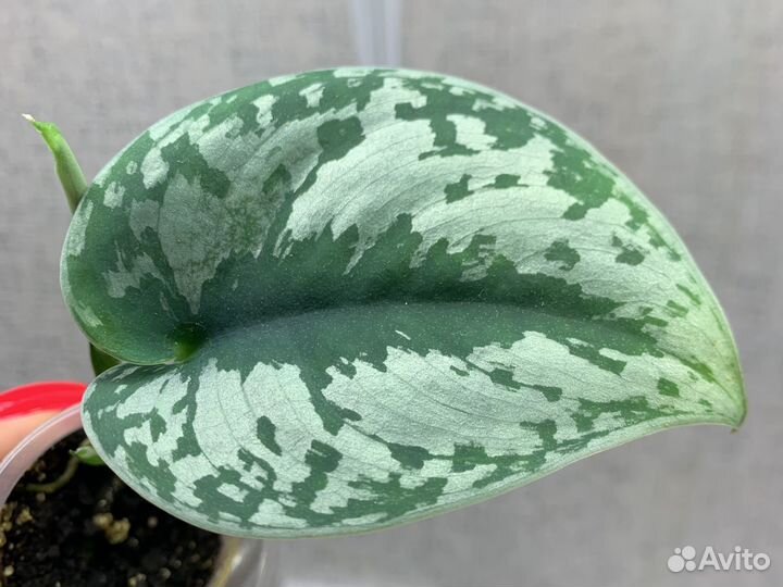 Эпипремнум Сциндапсус