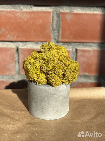 Стабилизированный мох