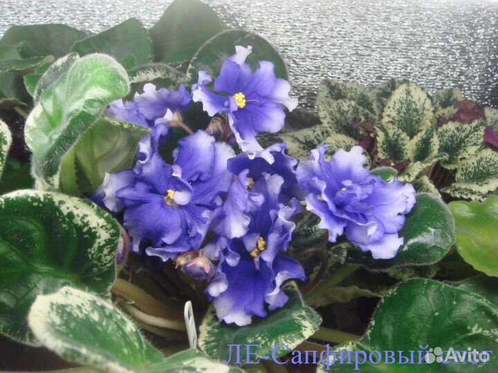 Сортовые фиалки (листы и детки)