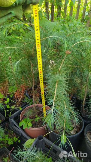 Кедр Гималайский Семена/Саженцы