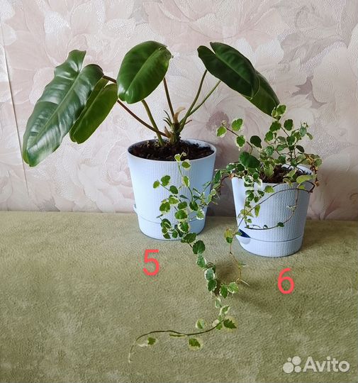 Комнатные растения разные