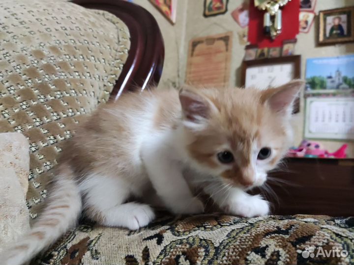 Кошка в дар
