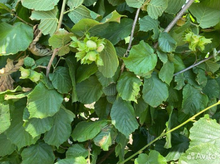 Саженцы Фундука