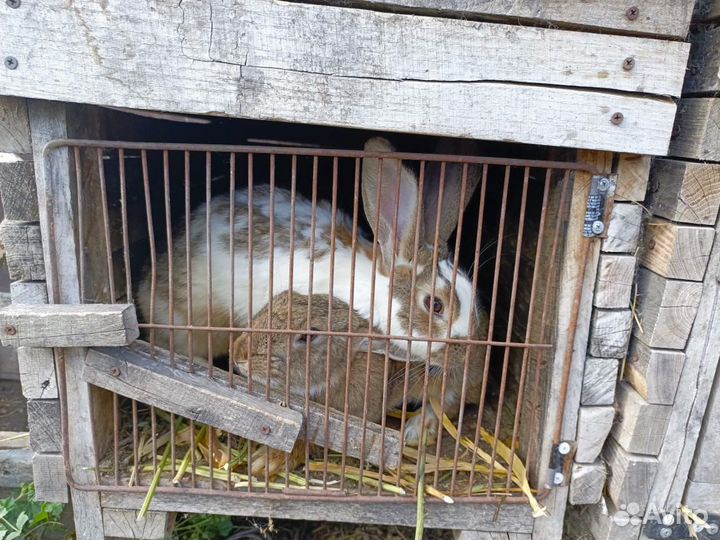 Кролики мясных пород