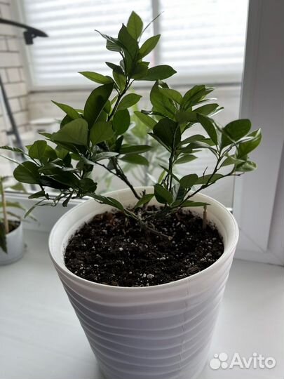 Лимонное дерево