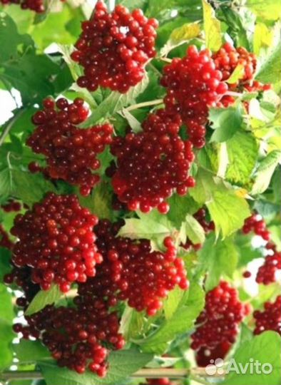 Саженцы Калина обыкновенная (Viburnum opulus) опт