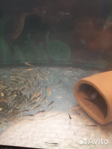 Присоски анциструсы