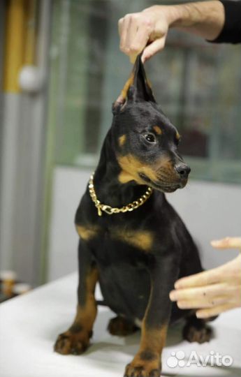 Настоящий Доберман Здесь