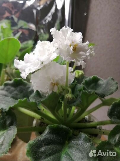 Фиалки - семполии