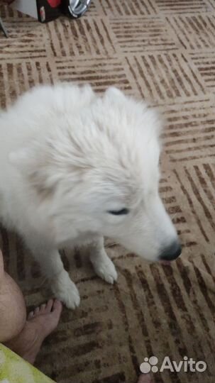 Отдам собаку Самоед