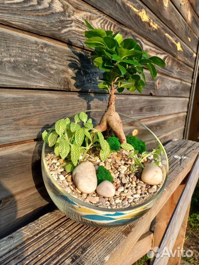 Флорариум с влаголюбивыми растениями