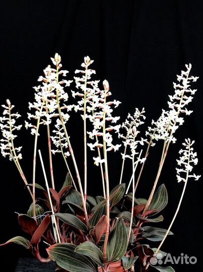 Орхидея лудизия