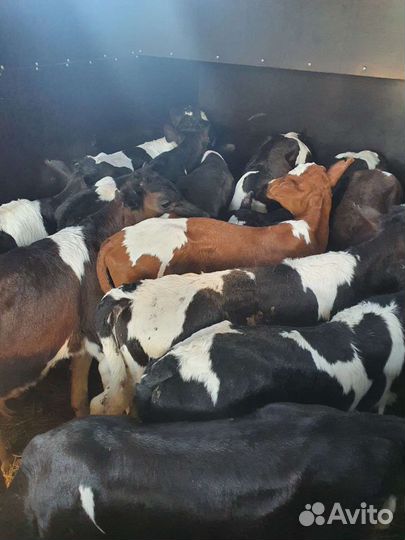 Телята бычки