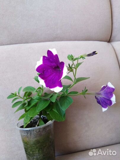 Вегетативная ампельная петуния