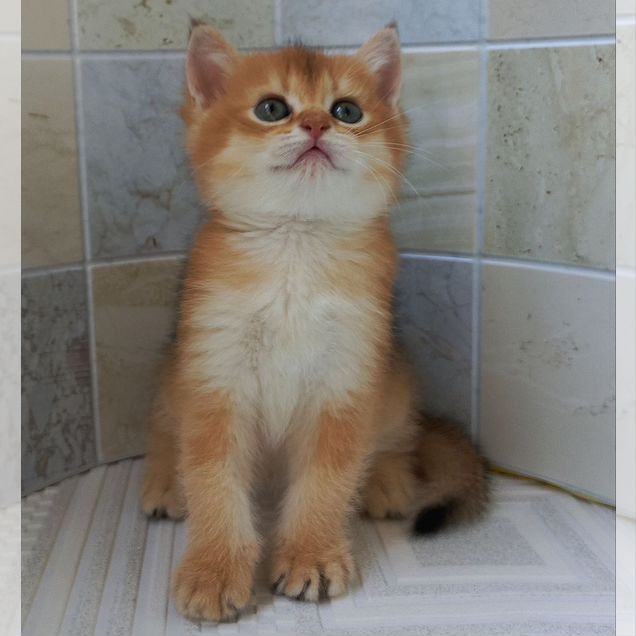 Британский короткошёрстный котёнок