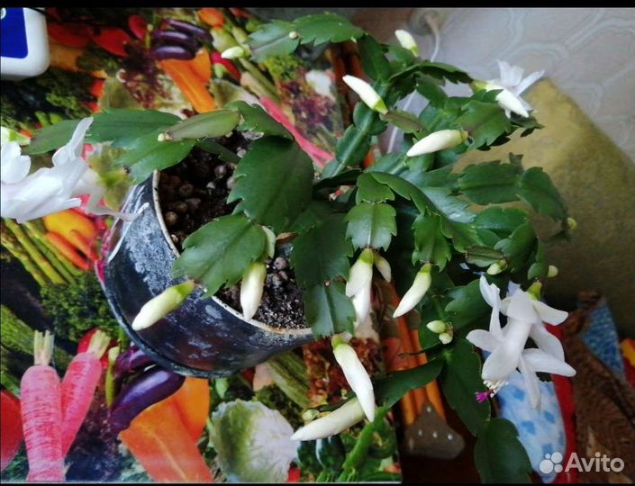 Декабрист шлюмбергера белый