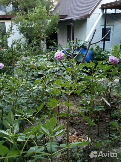 Георгины клубни