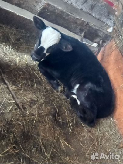 Бычок 2.5 мес