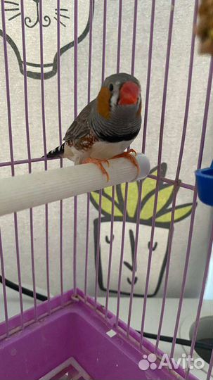 Амадин с клеткой
