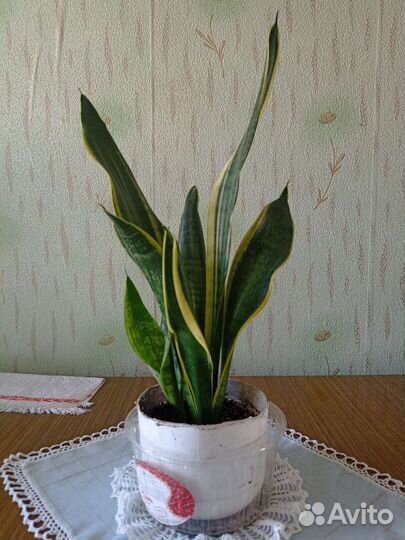 Сансевиерия